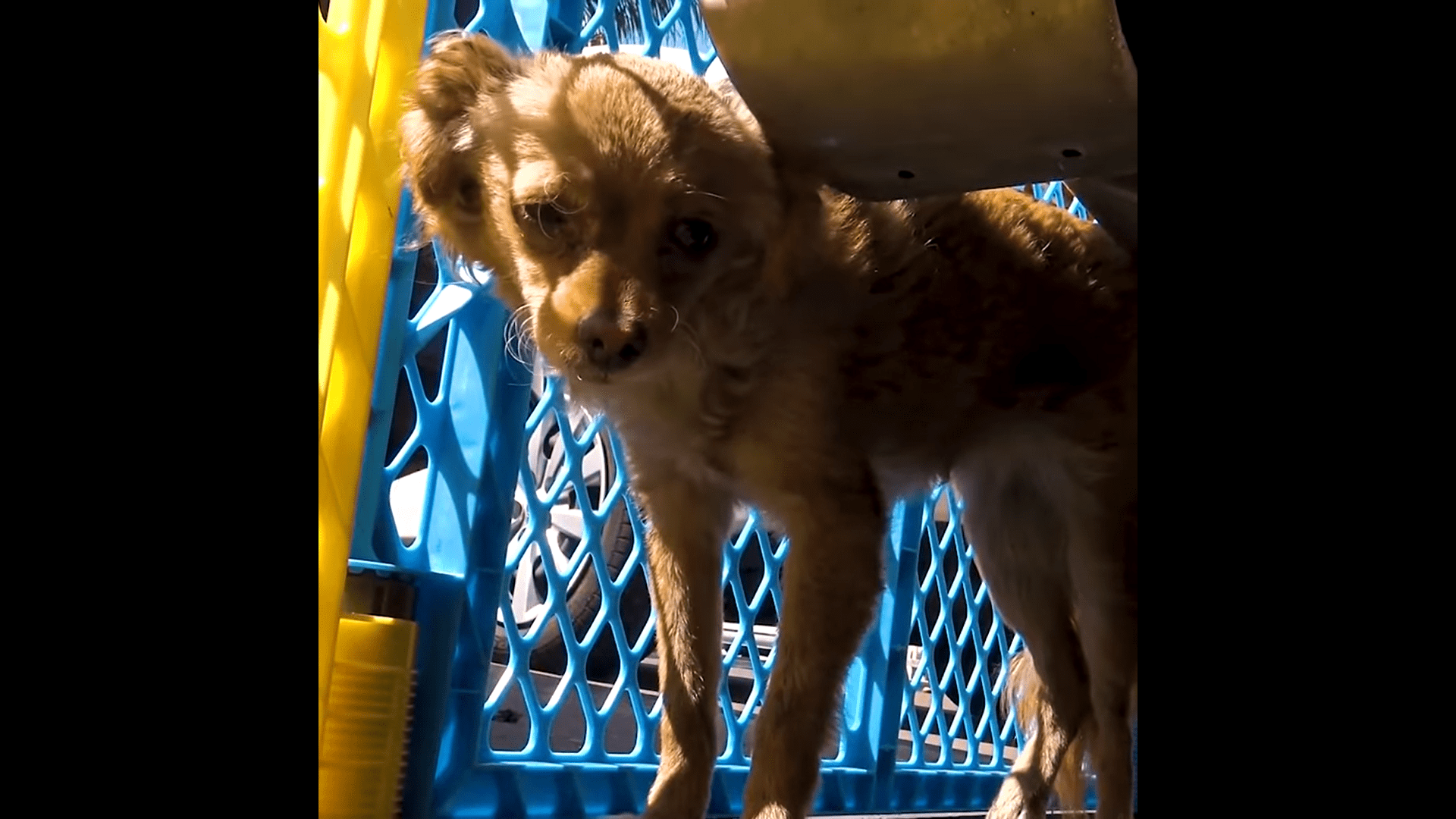 Scared and Injured, Abandoned Chihuahua Puppy found under car Makes Amazing Recovery