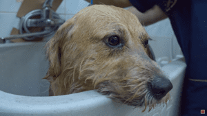 Owner abandons sweet dog after moving and he waits and waits for them to come back