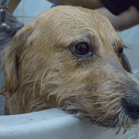 Owner abandons sweet dog after moving and he waits and waits for them to come back - photo licensed by shore news network.