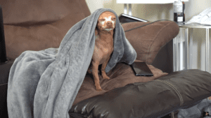 Chihuahua cries and cries waiting for his owner to come back