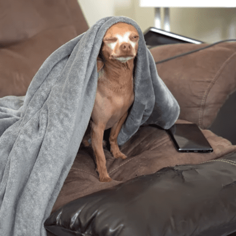 Chihuahua cries and cries waiting for his owner to come back - photo licensed by shore news network.