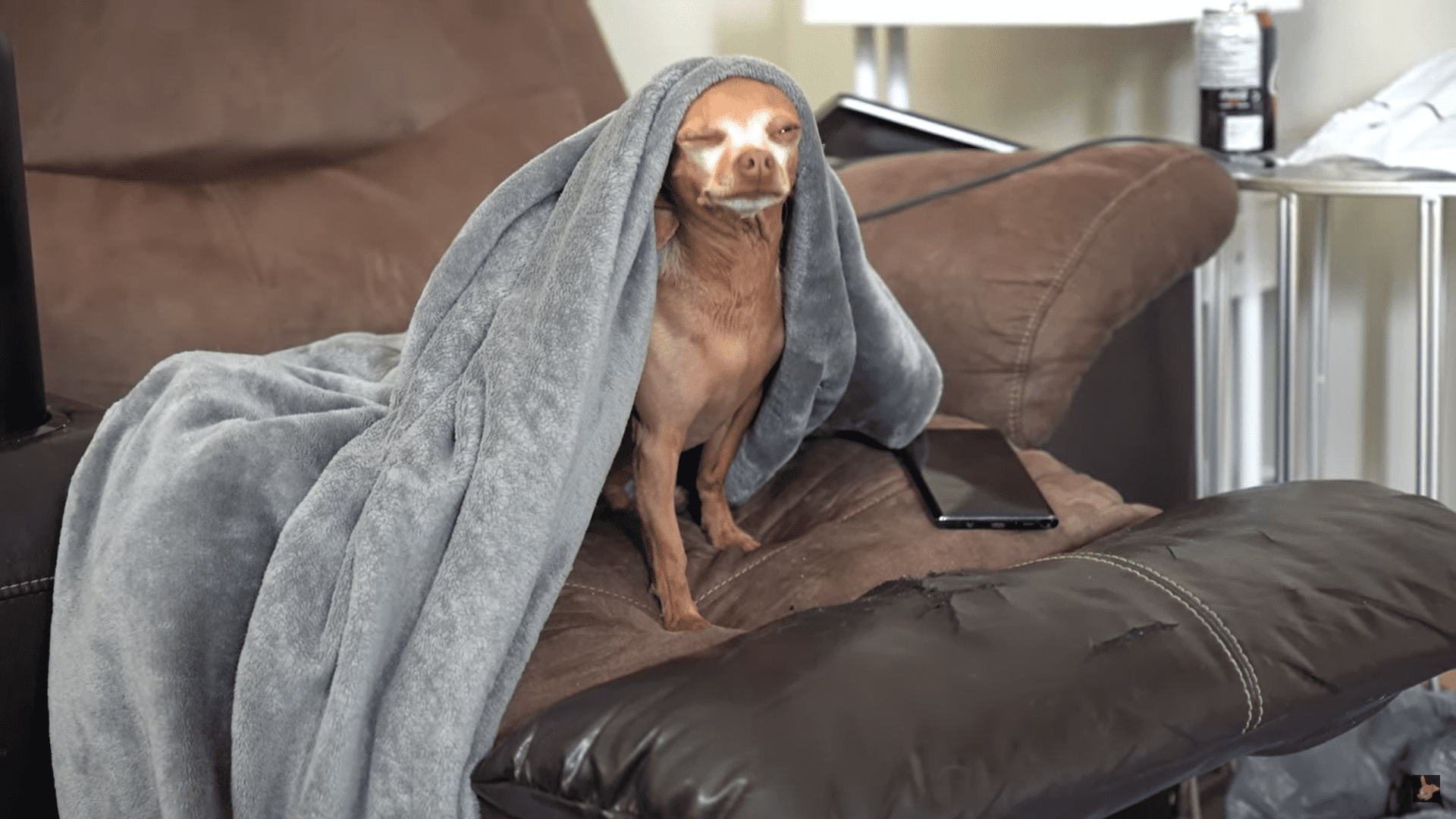 Chihuahua cries and cries waiting for his Owner to come back