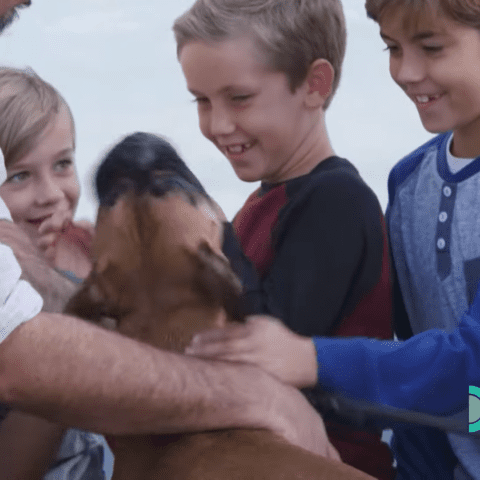 Abandoned boxer is so excited to meet her new family - photo licensed by shore news network.