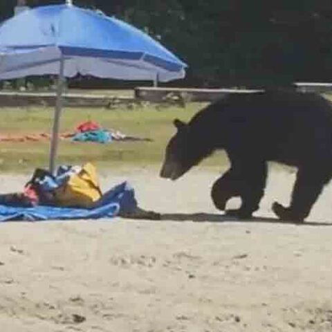 Police warn beachgoers as black bears fatten up for their winter slumber - photo licensed by shore news network.