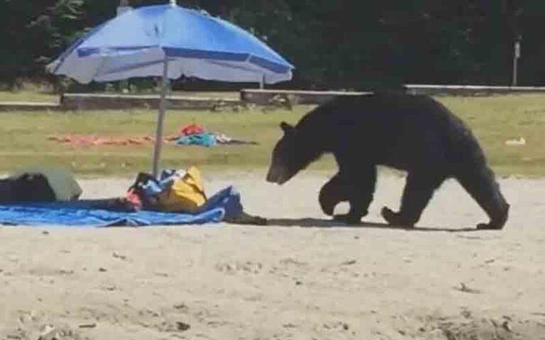 Police warn beachgoers as black bears fatten up for their winter slumber - photo licensed by shore news network.