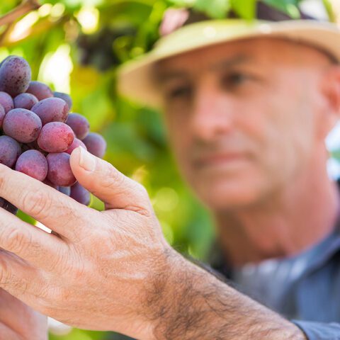 Here are new jersey's top 5 wineries according to the beverage tasting institute - photo licensed by shore news network.