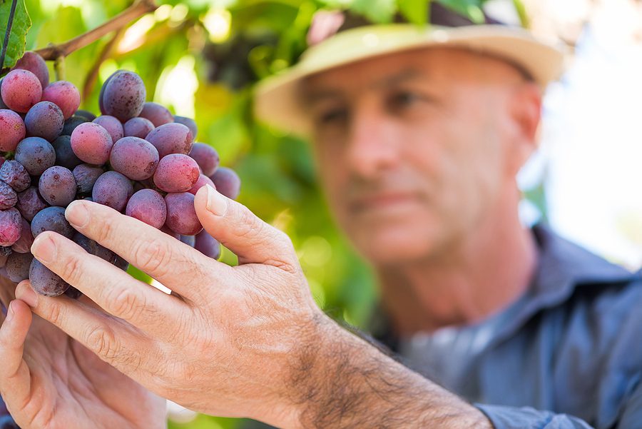 Here are New Jersey's Top 5 Wineries according to the Beverage Tasting Institute