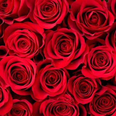 One thousand roses delivered to nancy pelosi’s office in campaign to move her heart on abortion - photo licensed by shore news network.