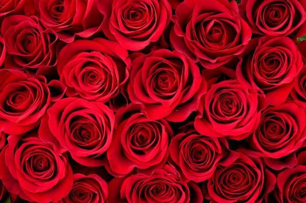 One Thousand Roses Delivered To Nancy Pelosi’s Office In Campaign To Move Her Heart On Abortion