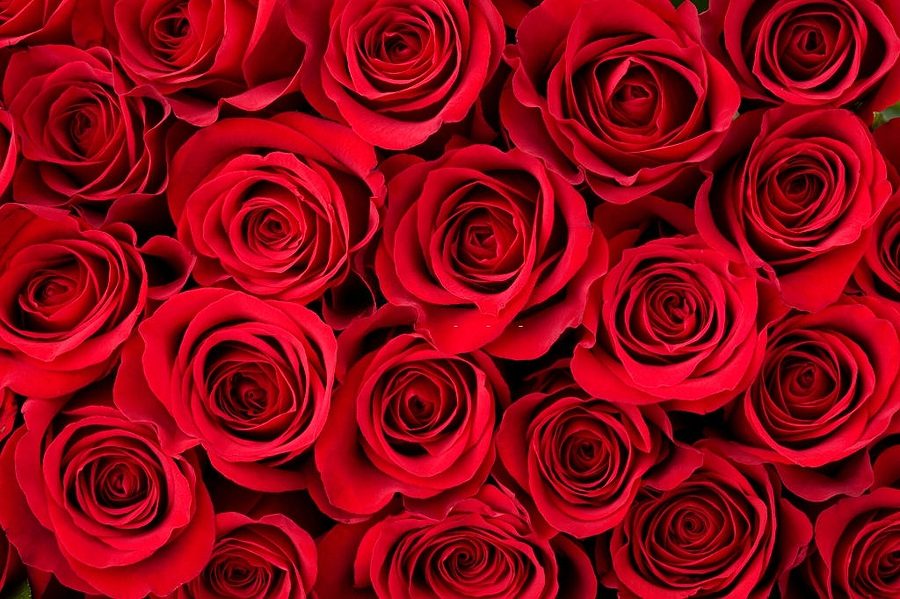 One Thousand Roses Delivered To Nancy Pelosi’s Office In Campaign To Move Her Heart On Abortion