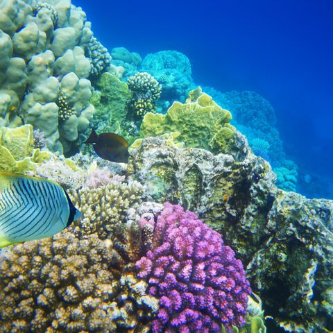 Rising temperatures have decimated world’s coral reefs, major report shows - photo licensed by shore news network.