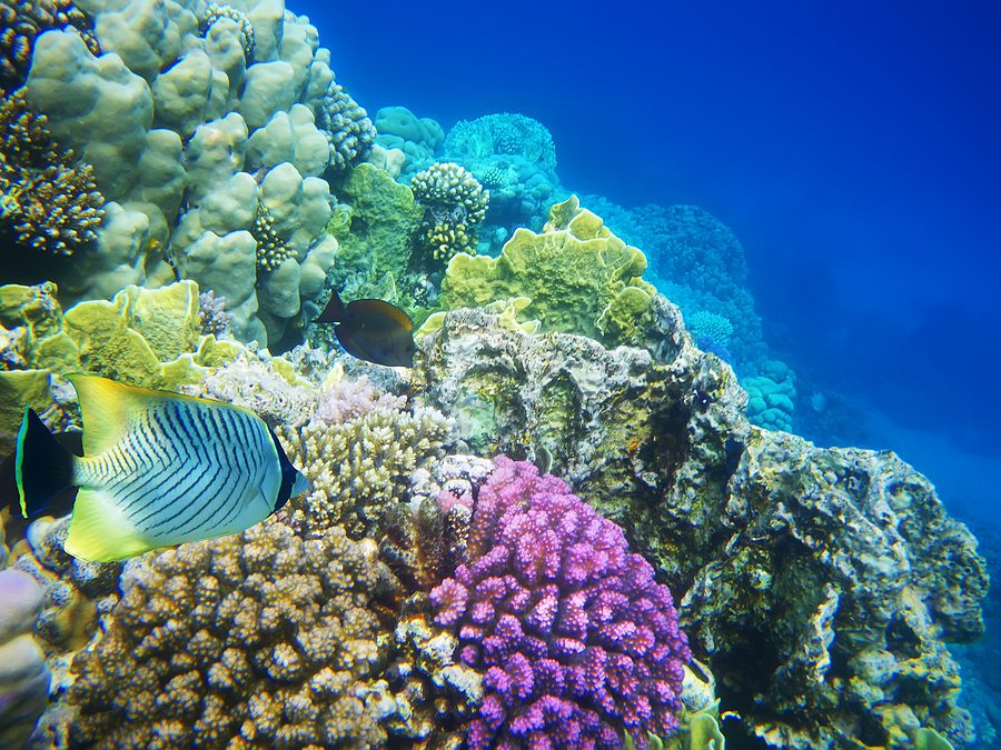 Rising Temperatures Have Decimated World’s Coral Reefs, Major Report Shows