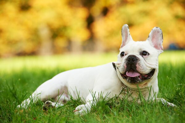 Suspects fled the scene after abducting French bulldog at gunpoint in dog sale gone wrong