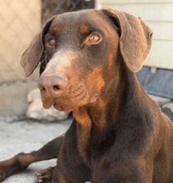 Dallas Police Searching for Dog Killer who Shot and Killed Doberman