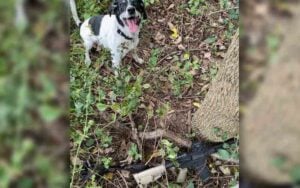 This dog helped police nab poachers ‘hunting’ with AR-style rifle This dog helped police nab poachers hunting with AR style rifle