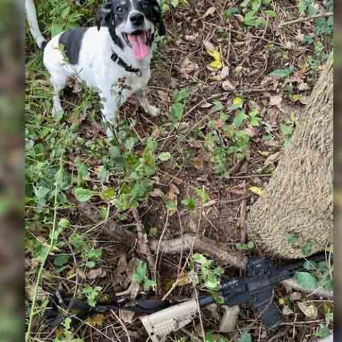 This dog helped police nab poachers 'hunting' with ar-style rifle - photo licensed by shore news network.