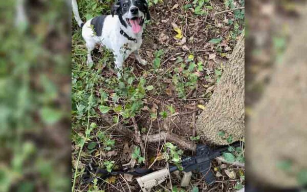 This dog helped police nab poachers 'hunting' with AR-style rifle