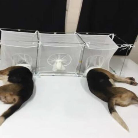 Dr. Anthony fauci, nih spent $1. 68 million for cruel and unusual experiments on beagles, then killed them all - photo licensed by shore news network.