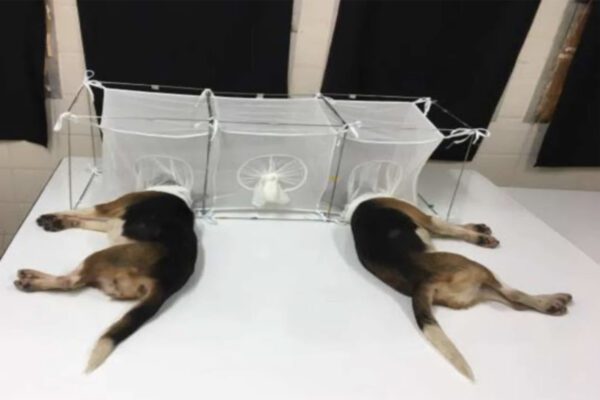 Dr. Anthony Fauci, NIH spent $1.68 million for cruel and unusual experiments on beagles, then killed them all