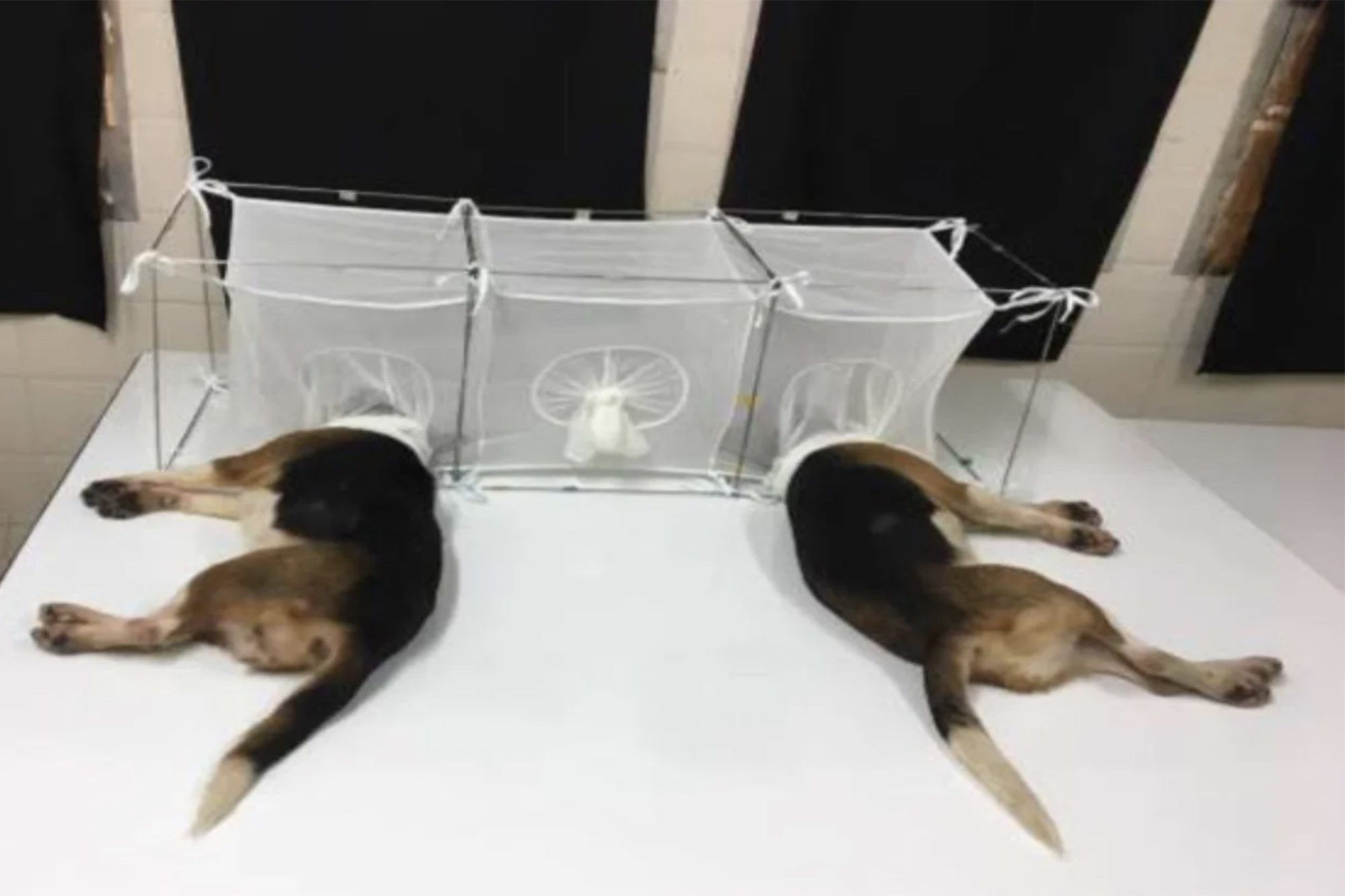 Dr. Anthony Fauci, NIH spent $1.68 million for cruel and unusual experiments on beagles, then killed them all