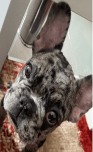 French bulldog stolen during armed dognapping in d. C.