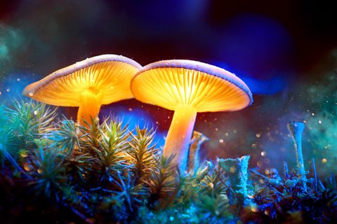 NIH Hands Out Millions In Grants To Study Psychedelic Mushrooms