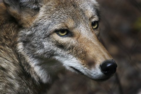 Coyote caught on video repeatedly running into their front door Coyote caught on video repeatedly running into their front door
