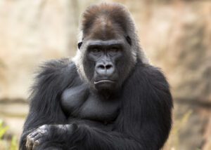 Fearless girl statue replaced by gorilla