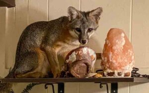 The fox says, "honey i'm home" after entering house through doggie door