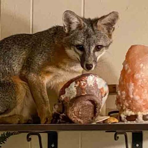 The fox says, "honey i'm home" after entering house through doggie door - photo licensed by shore news network.