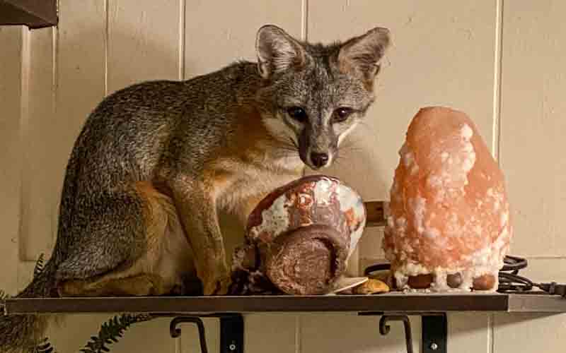 The fox says, "Honey I'm home" after entering house through doggie door