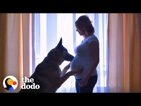 Watch this dog patiently wait for his baby brother to come out and grow up