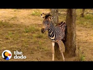 Rescued baby zebra excited to reunite with mom and dad