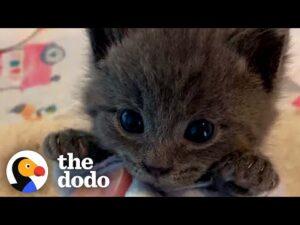 Picky kitten refuses to give up his bottle