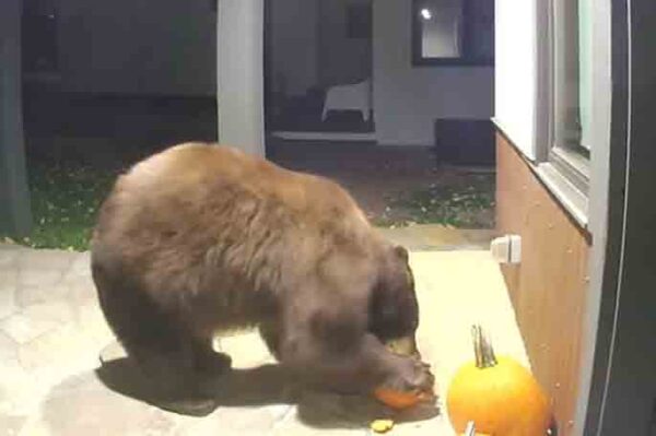 Pumpkin vandal caught on video, solving neighborhood unsolved crime mystery