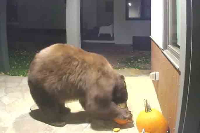 Pumpkin vandal caught on video, solving neighborhood unsolved crime mystery