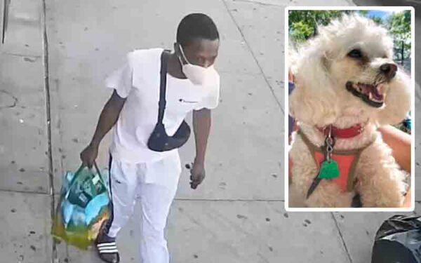 Brooklyn who man beat and carjacked elderly woman, taking her service dog arraigned
