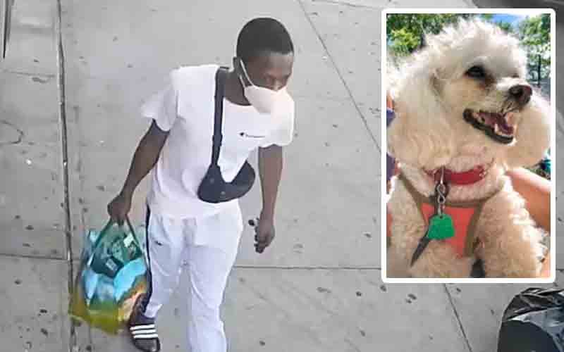 Brooklyn who man beat and carjacked elderly woman, taking her service dog arraigned