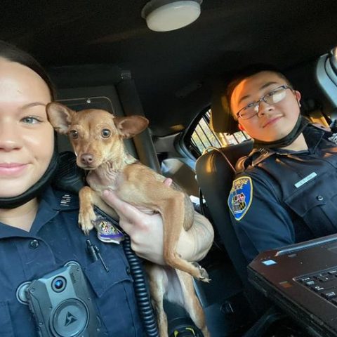 Scared chihuahua thrown out in dumpster until baltimore police save the day - photo licensed by shore news network.