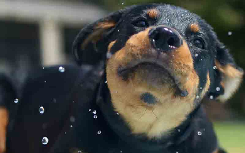 Hamburg man charged for beating, abusing Rottweiler puppy