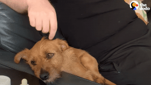 Scared little dog no one wanted became the best foster fail