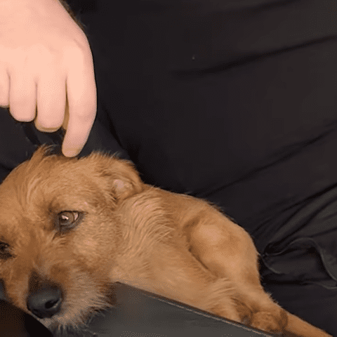 Scared little dog no one wanted became the best foster fail - photo licensed by shore news network.