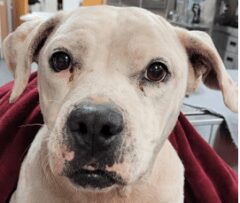 Dallas PD Needs your Help finding Suspect who shot 9 Year-Old dog in fenced in Yard