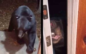 New Jersey woman tells bear to close the front doorand it didwatch