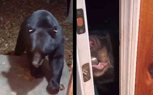 New Jersey woman tells bear to close the front door...and it did...watch