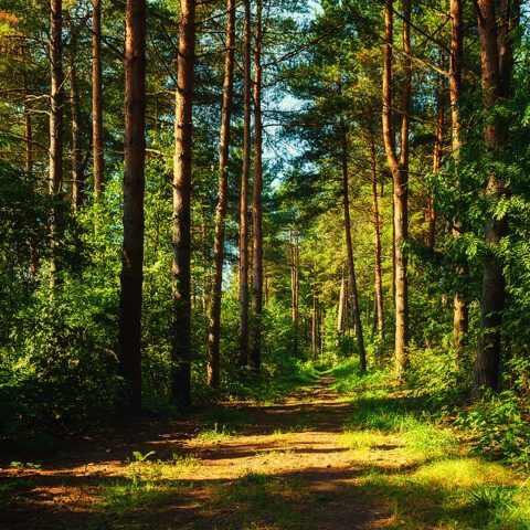 Leader of tree poaching ring that started massive olympic peninsula forest fire sentenced to 20 months in prison - photo licensed by shore news network.