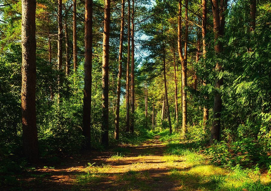 Jackson Officials Pledge More Open Space Preservation in 2024