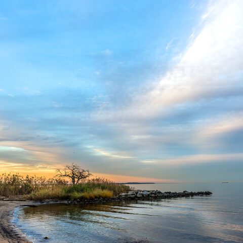 Hunter charged after exceeding daily limit on migratory birds - photo licensed by shore news network.