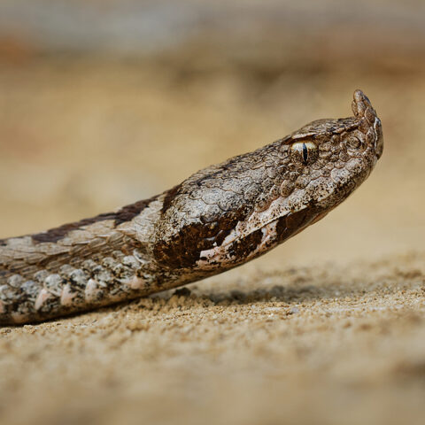 Reptile dealer pleads guilty to illegally trafficking vipers, gun charges - photo licensed by shore news network.