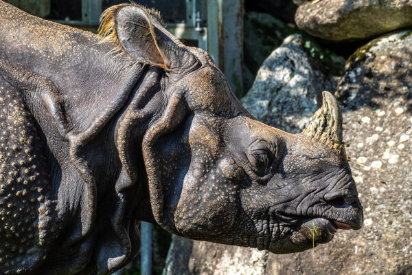 HSI investigation leads to arrests for ivory and rhinoceros horn trafficking